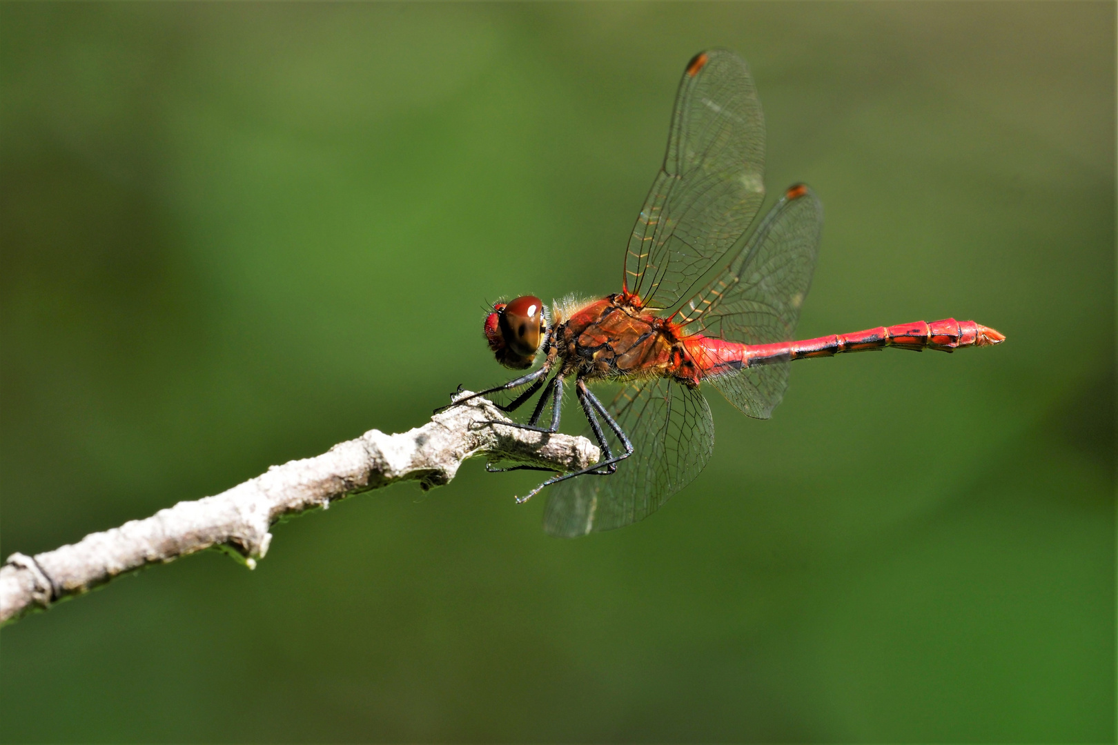 Blutrote Heidelibelle