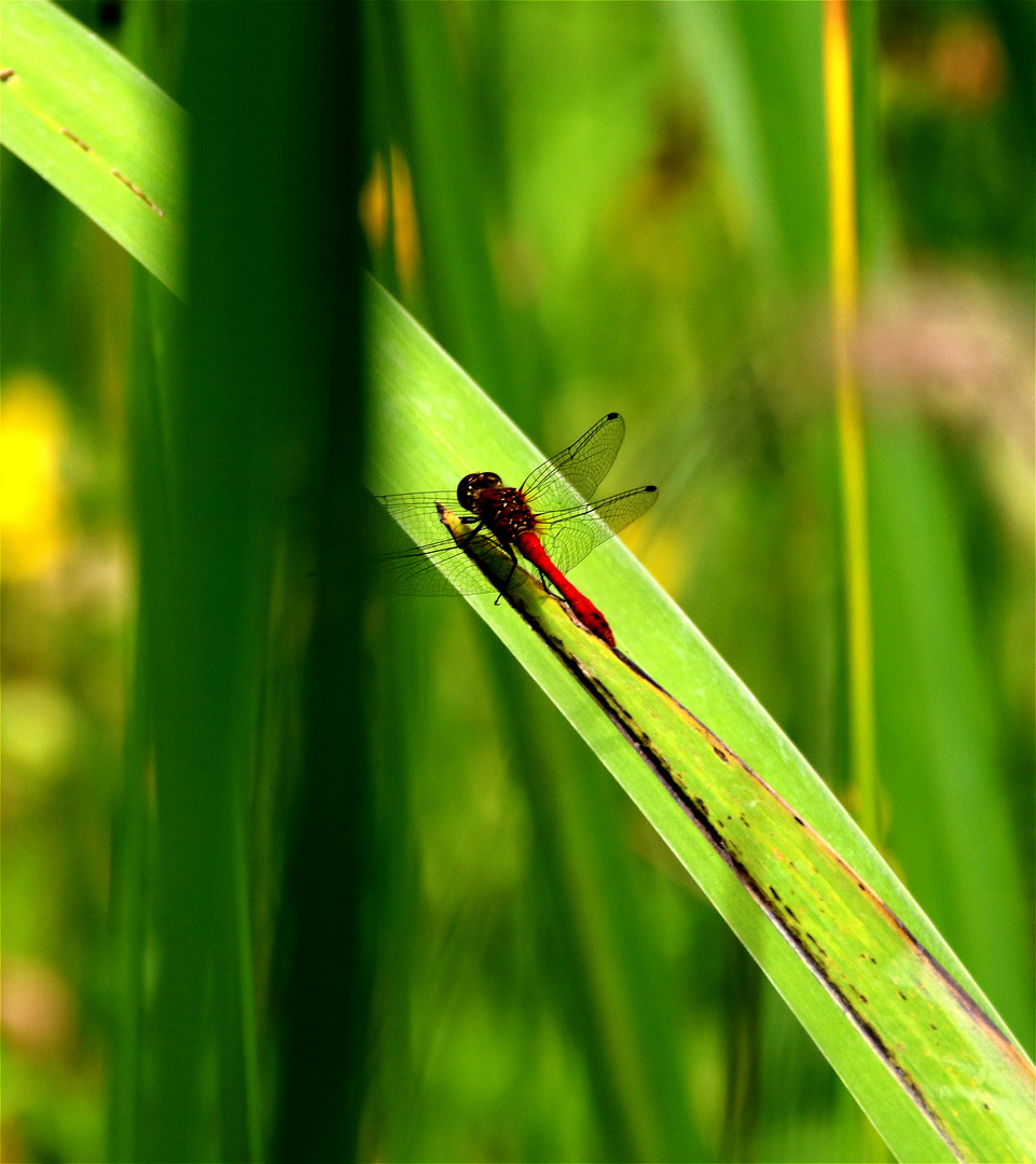 Blutrote Heidelibelle