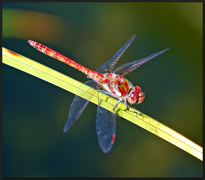 Blutrote Heidelibelle