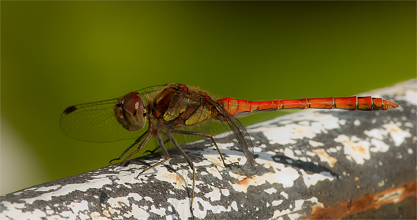 Blutrote Heidelibelle 