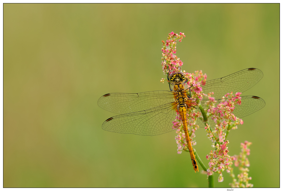 - Blutrote Heidelibelle -