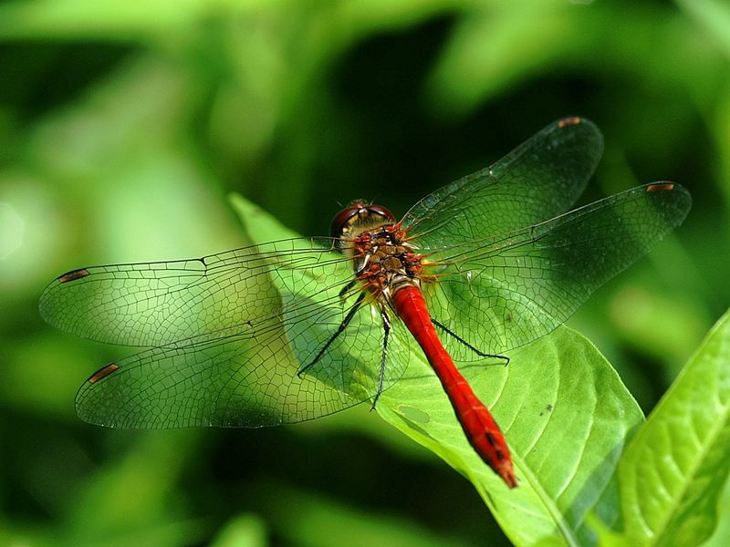 Blutrote Heidelibelle