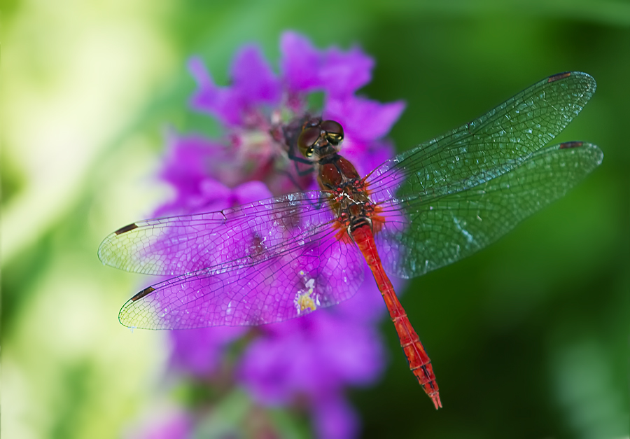 Blutrote Heidelibelle