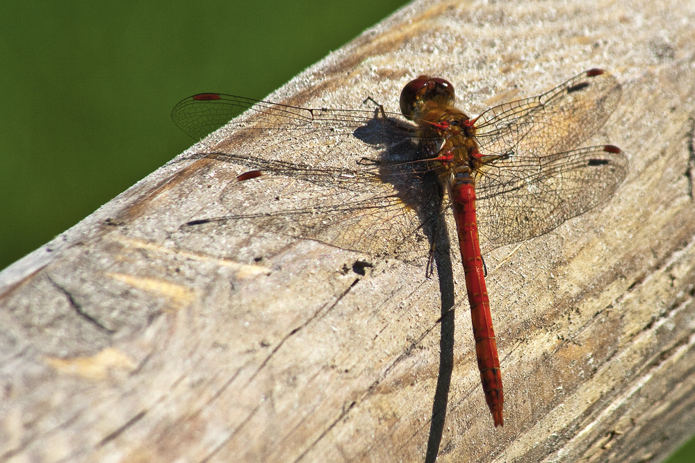 Blutrote Heidelibelle