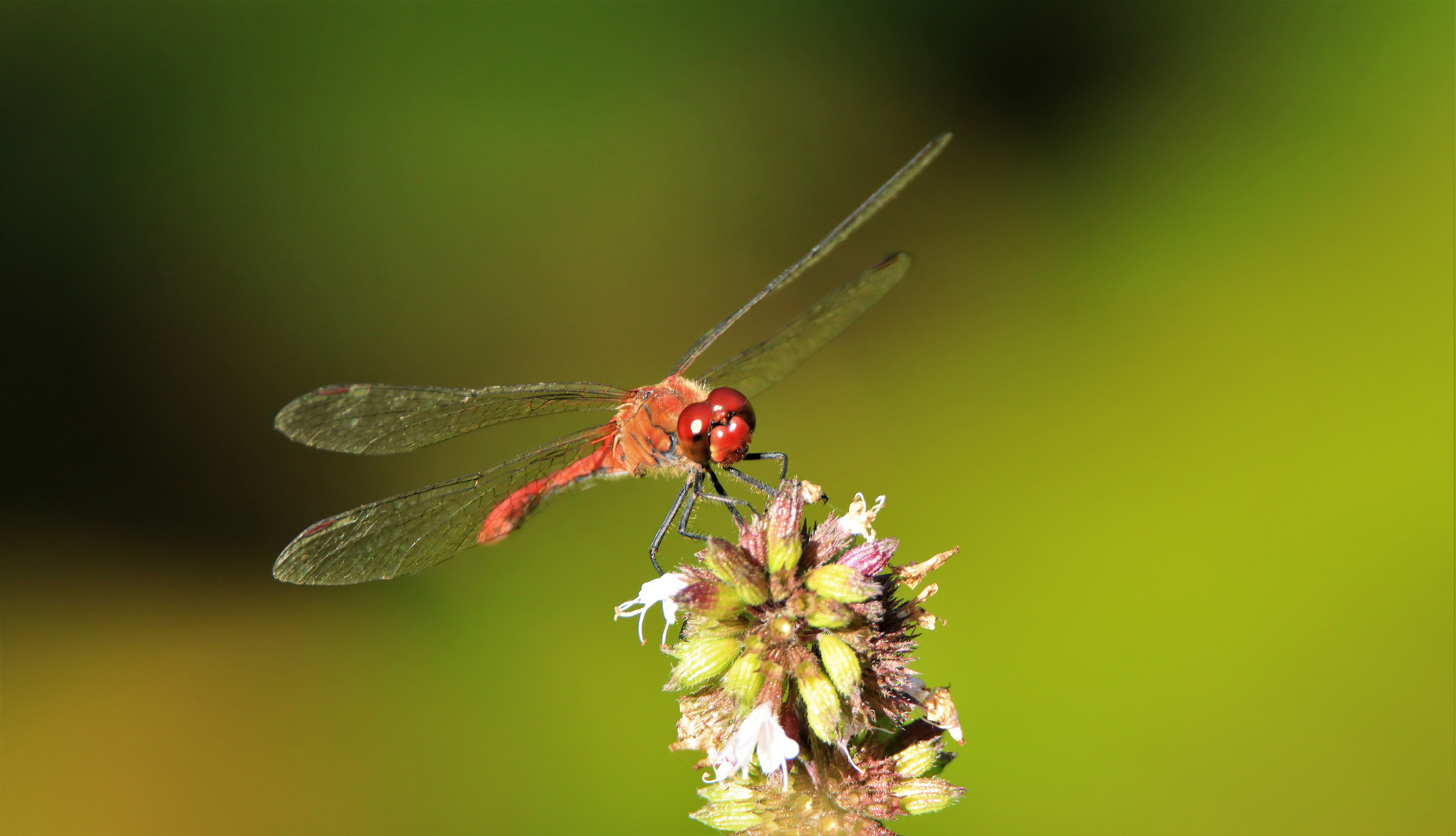 Blutrote Heidelibelle