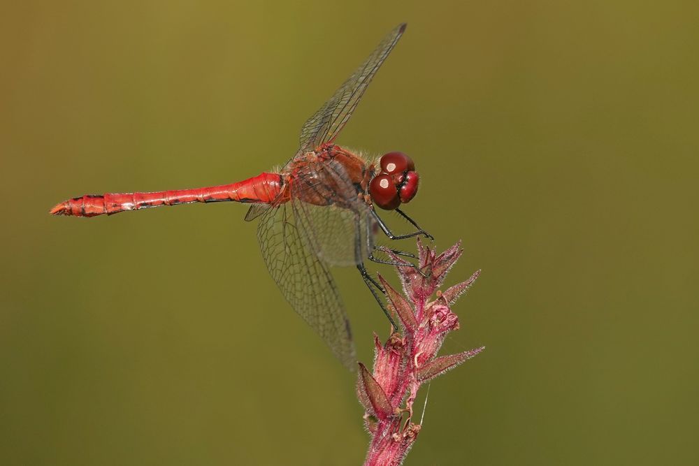 Blutrote Heidelibelle