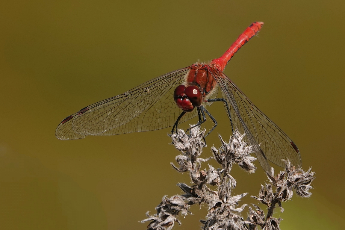 Blutrote Heidelibelle