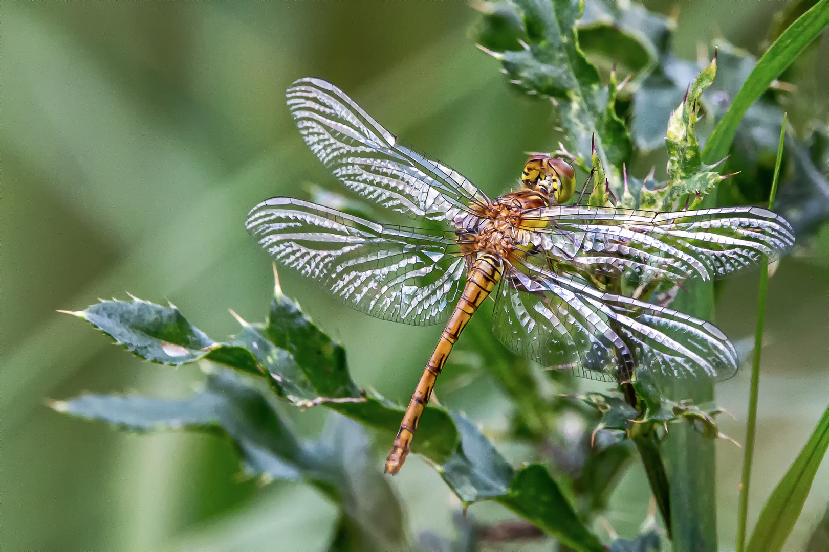 Blutrote Heidelibelle