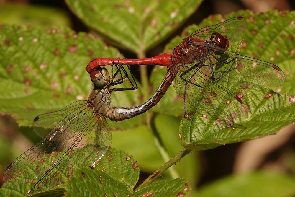 Blutrote Heidelibelle