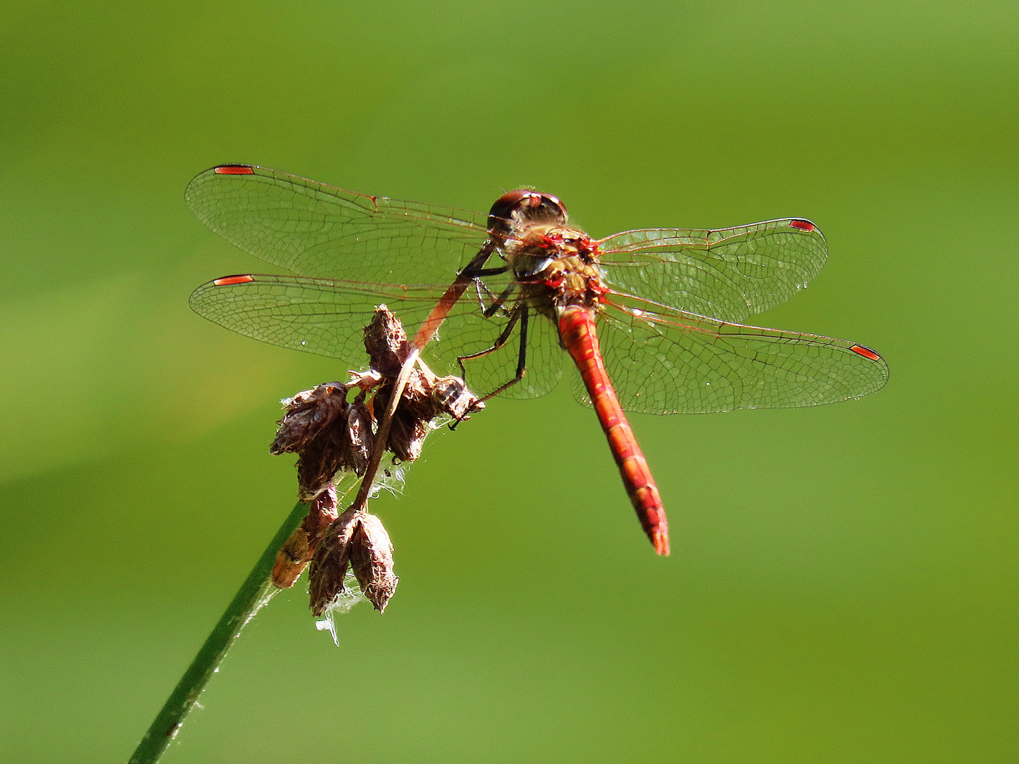 Blutrote Heidelibelle