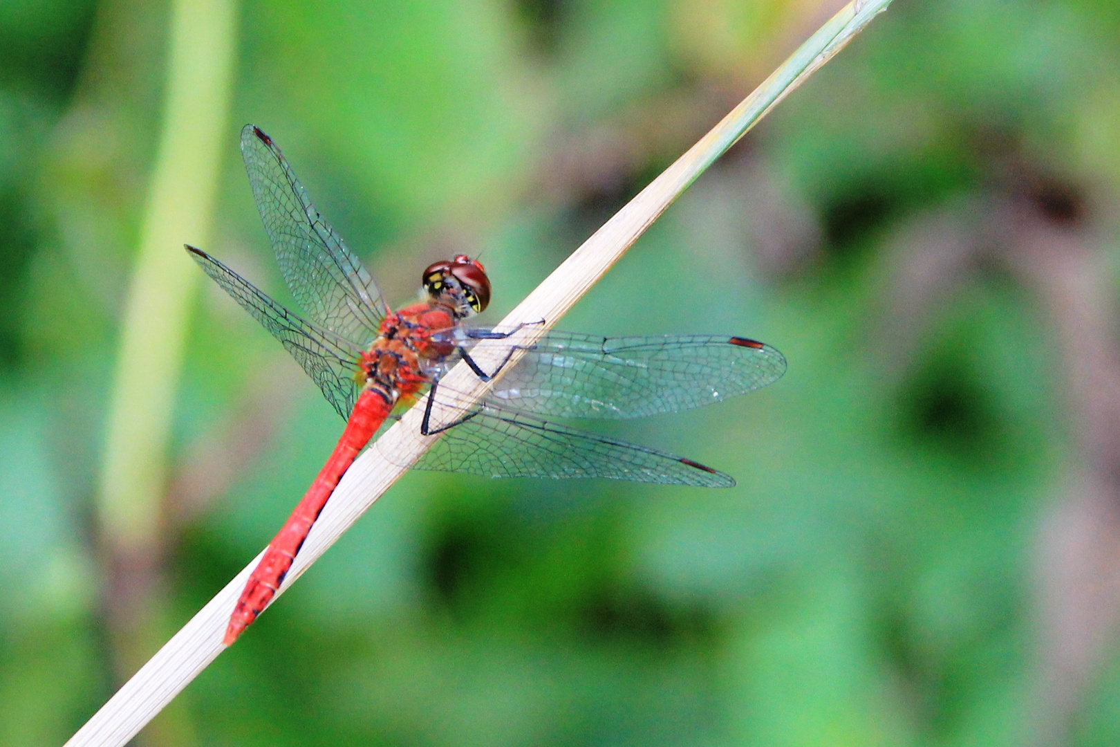 Blutrote Heidelibelle