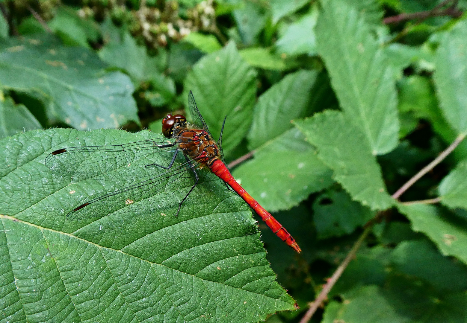 Blutrote Heidelibelle