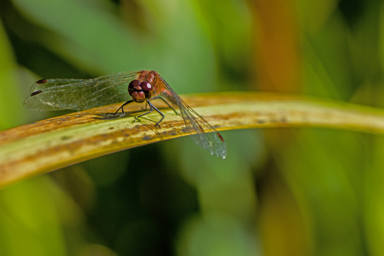 Blutrote Heidelibelle