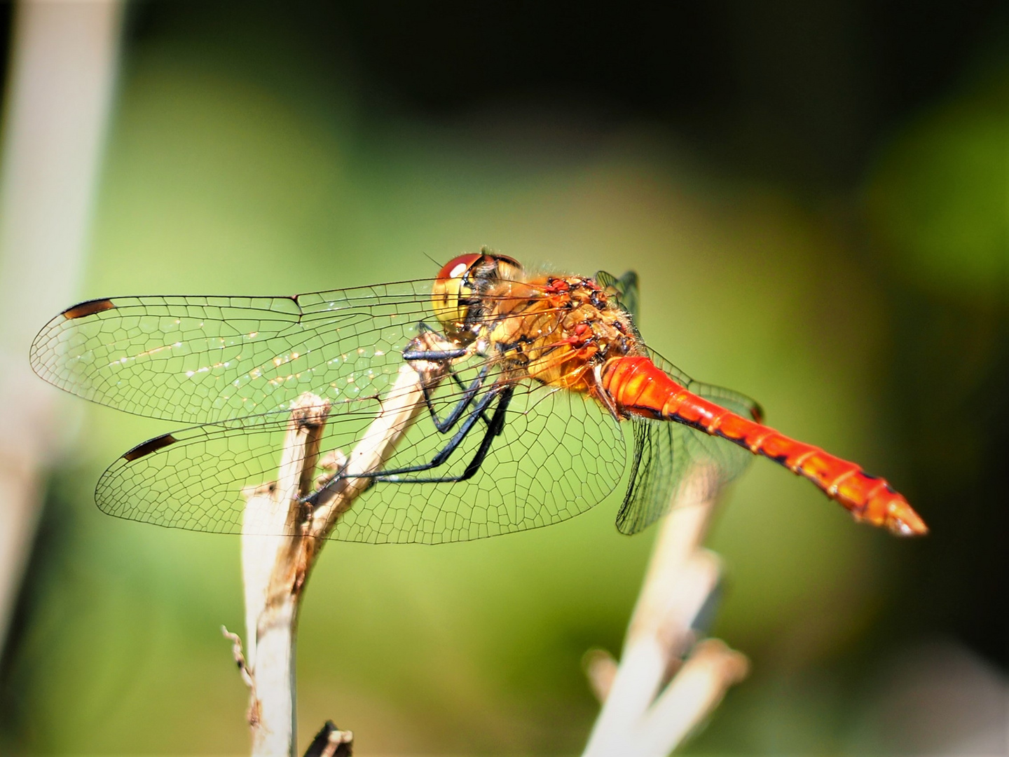 Blutrote Heidelibelle