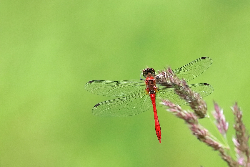 Blutrote Heidelibelle