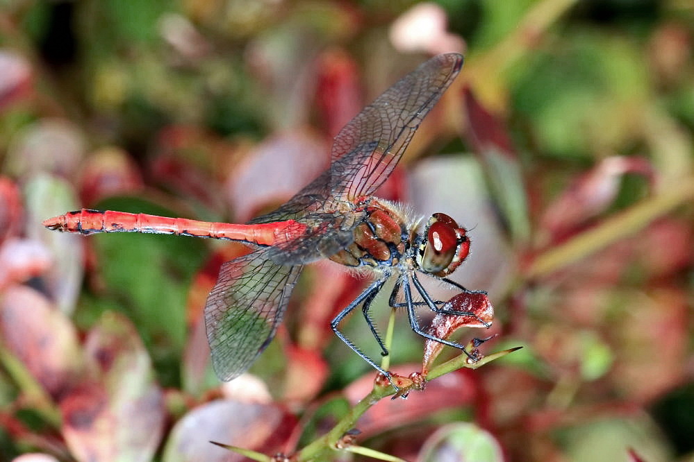 Blutrote Heidelibelle