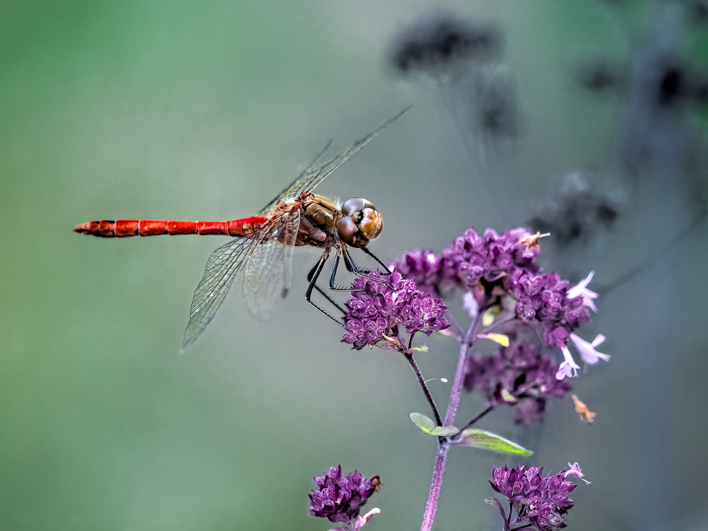 Blutrote Heidelibelle