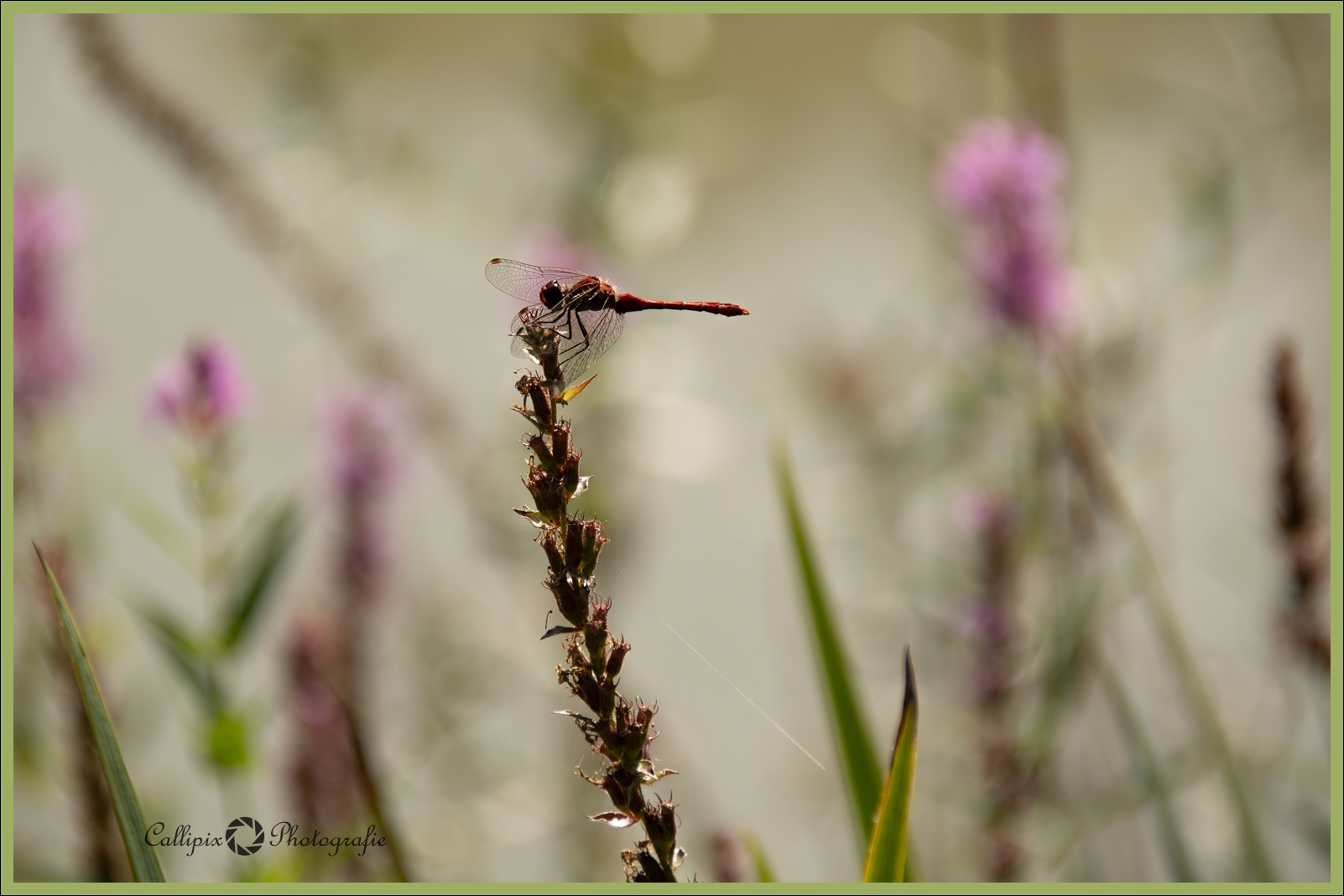 Blutrote Heidelibelle