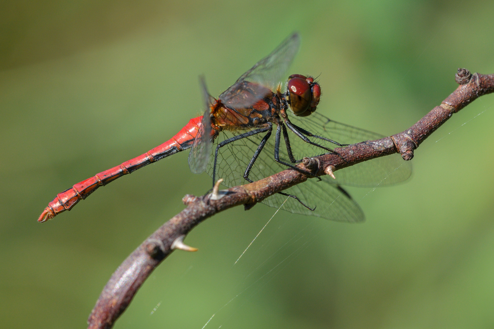 Blutrote Heidelibelle