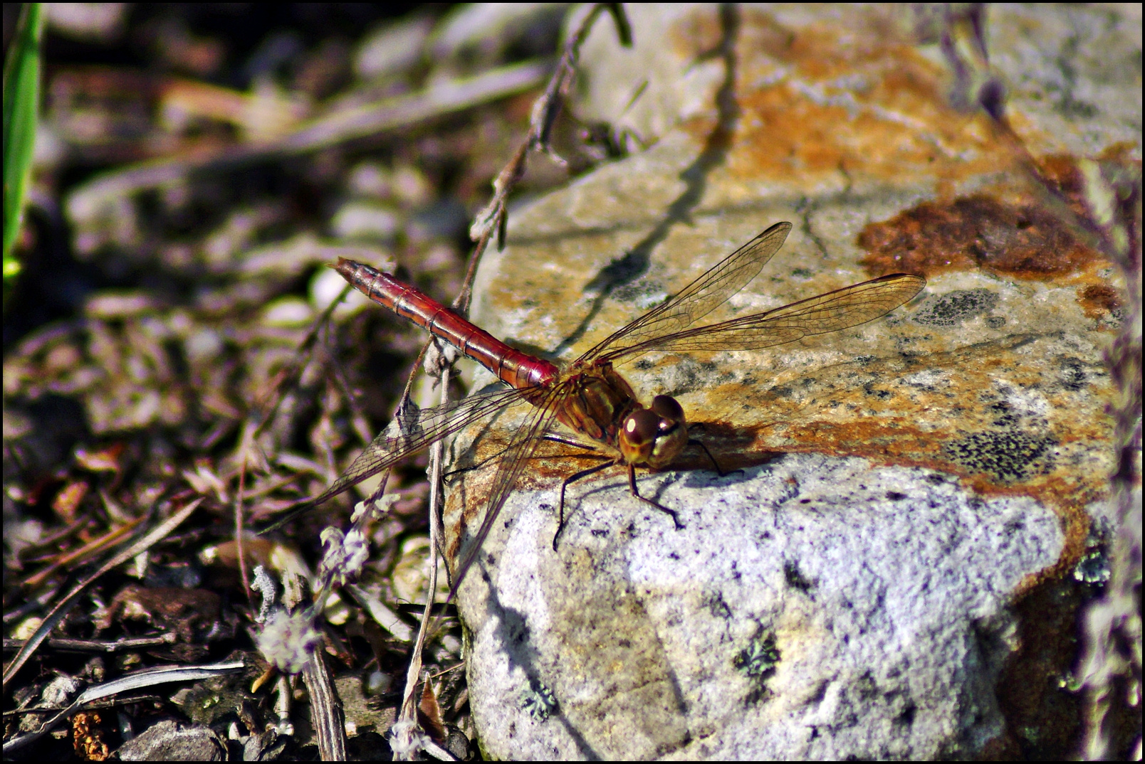 Blutrote Heidelibelle