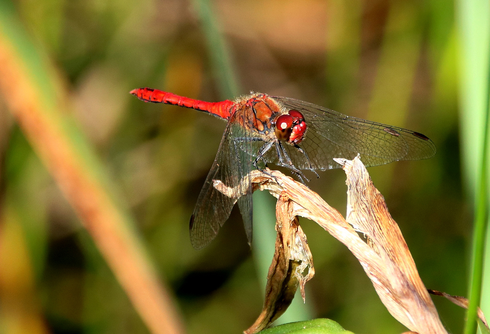 Blutrote Heidelibelle