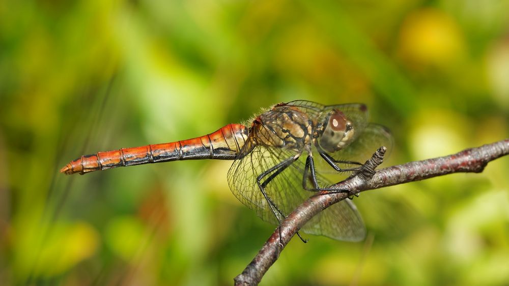 Blutrote Heidelibelle