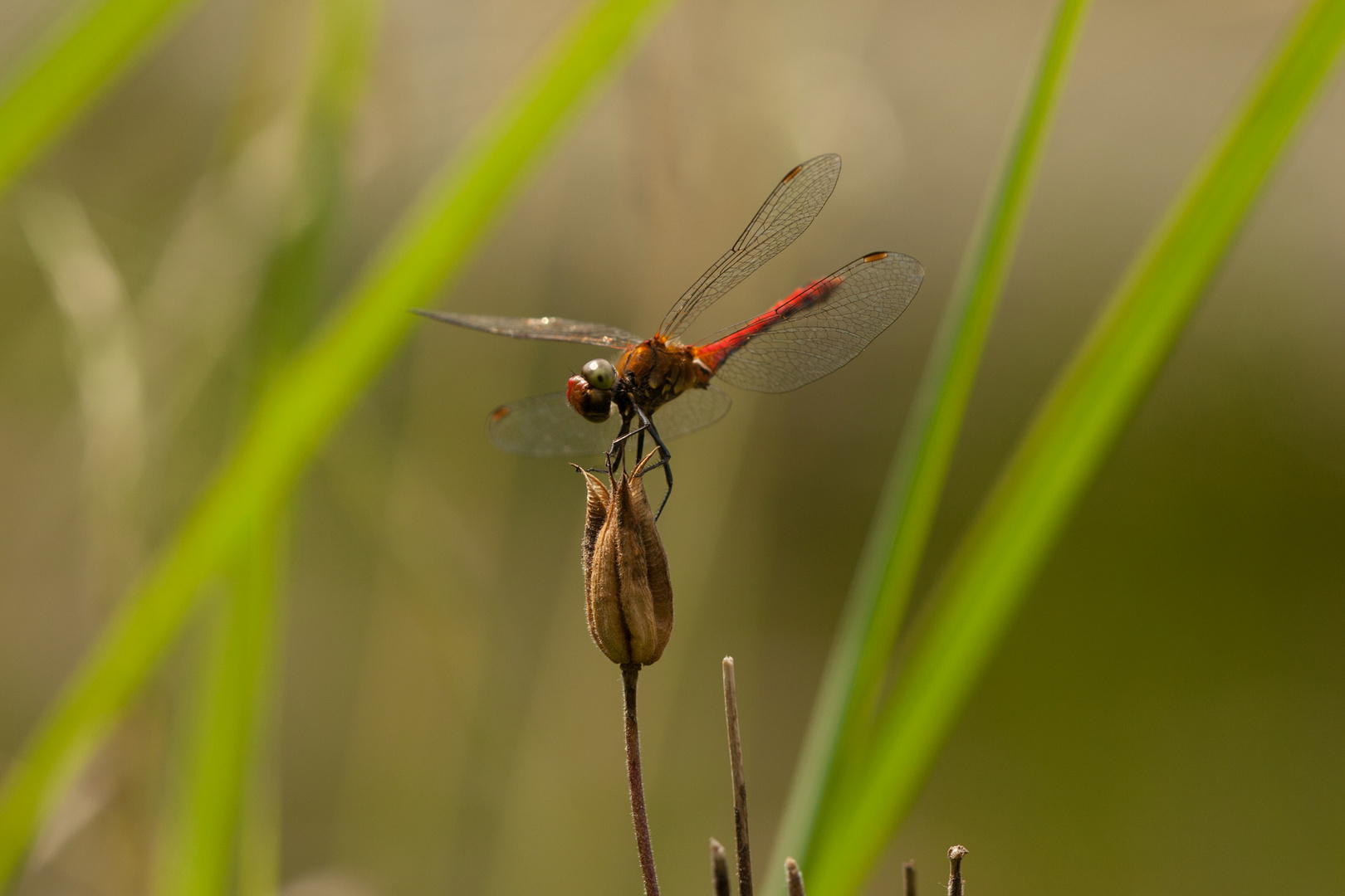 Blutrote Heidelibelle ||