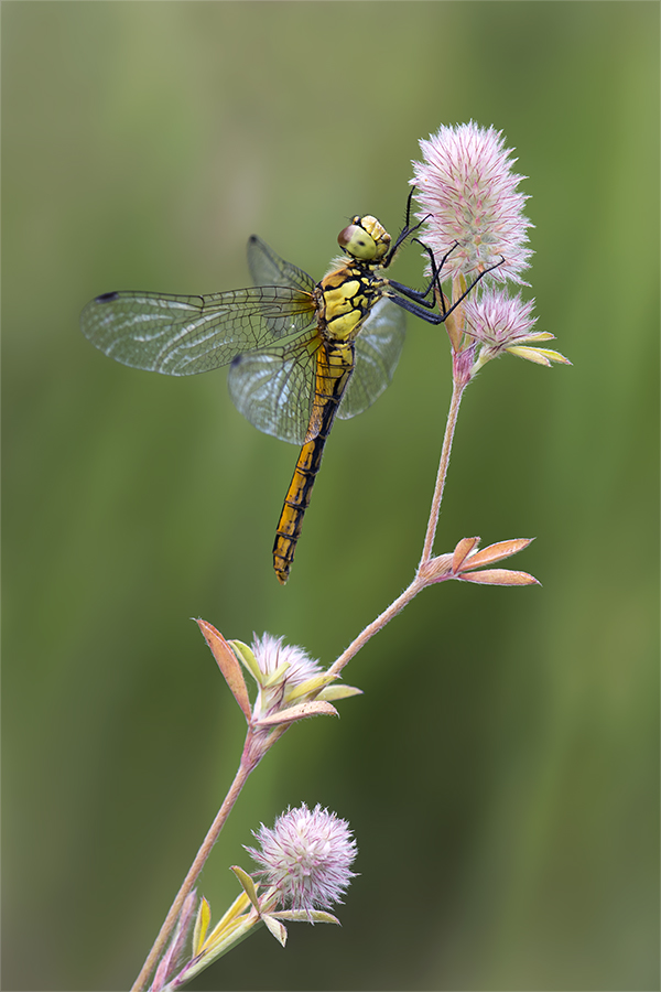 Blutrote Heidelibelle