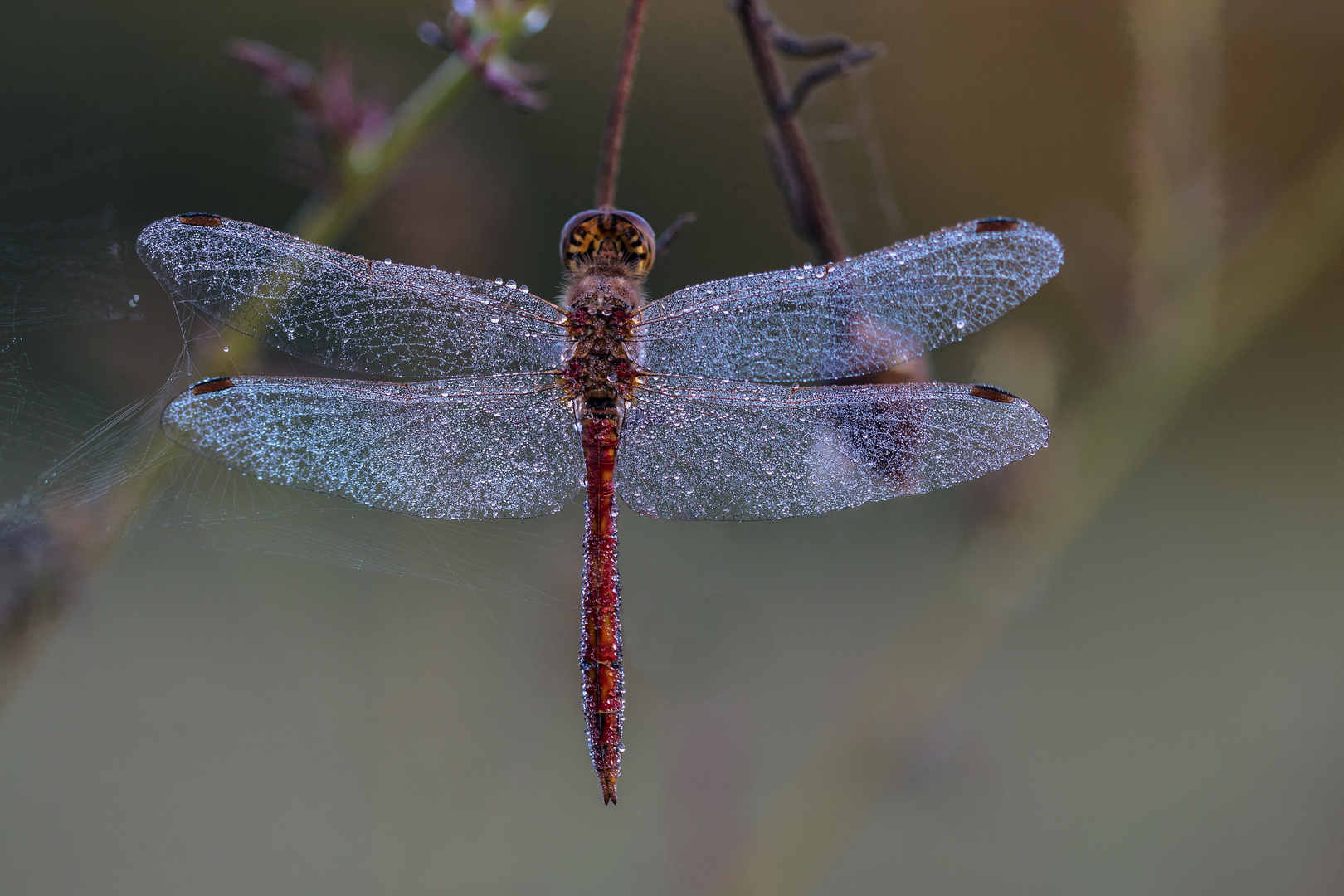 Blutrote Heidelibelle