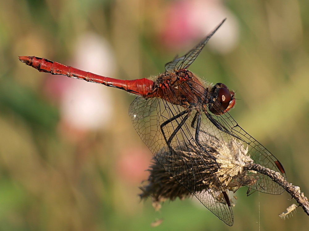 Blutrote Heidelibelle