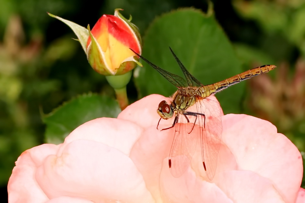 Blutrote Heidelibelle