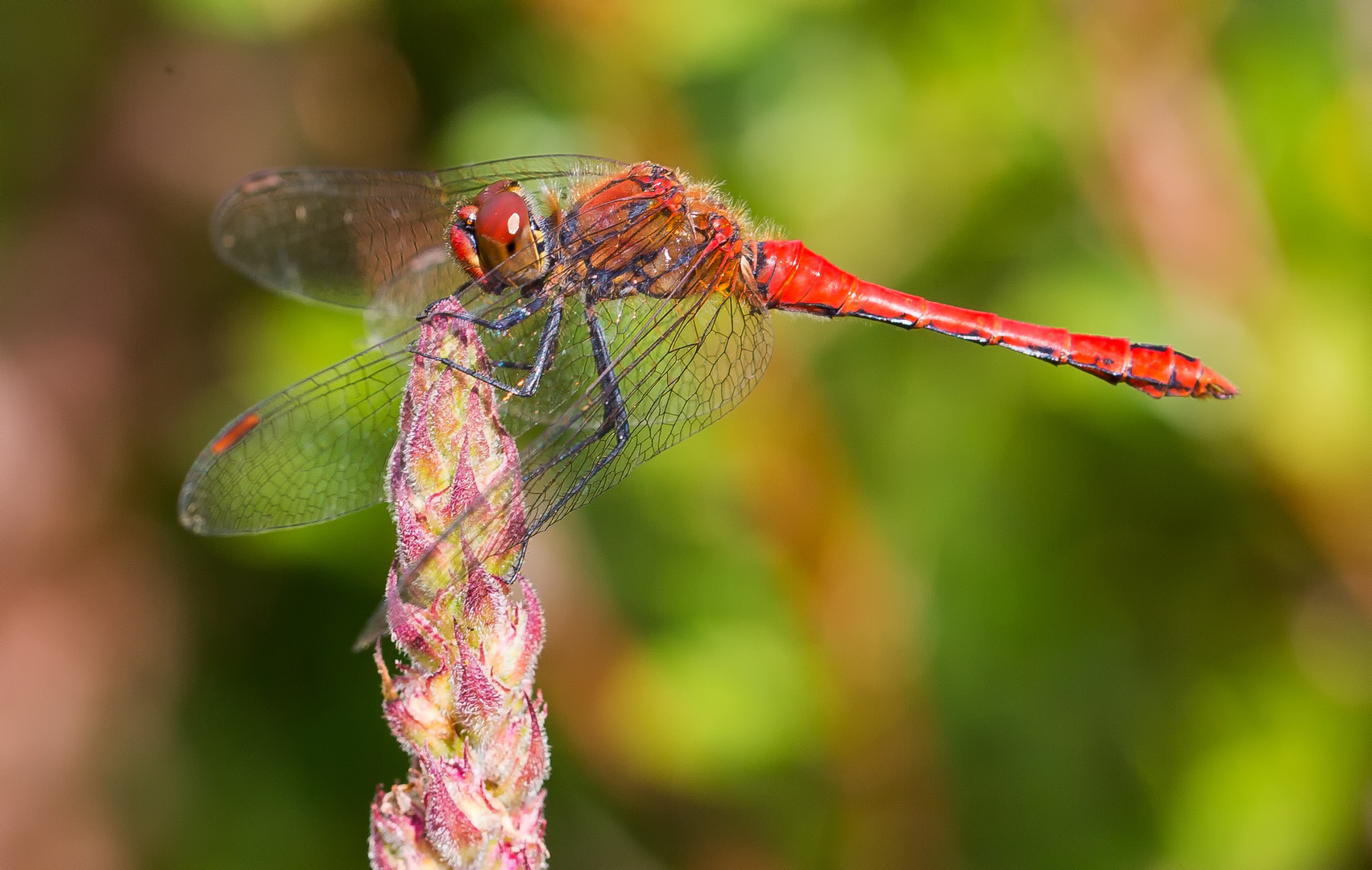 blutrote Heidelibelle