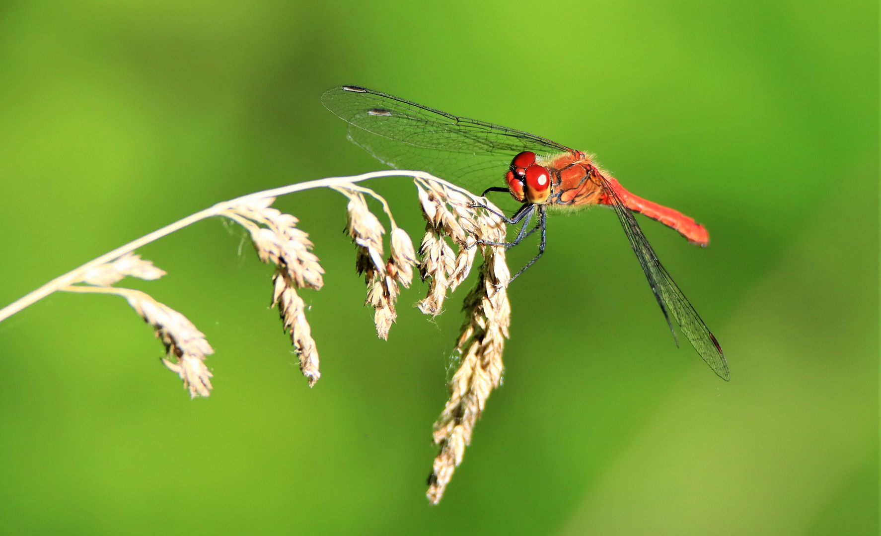 Blutrote Heidelibelle