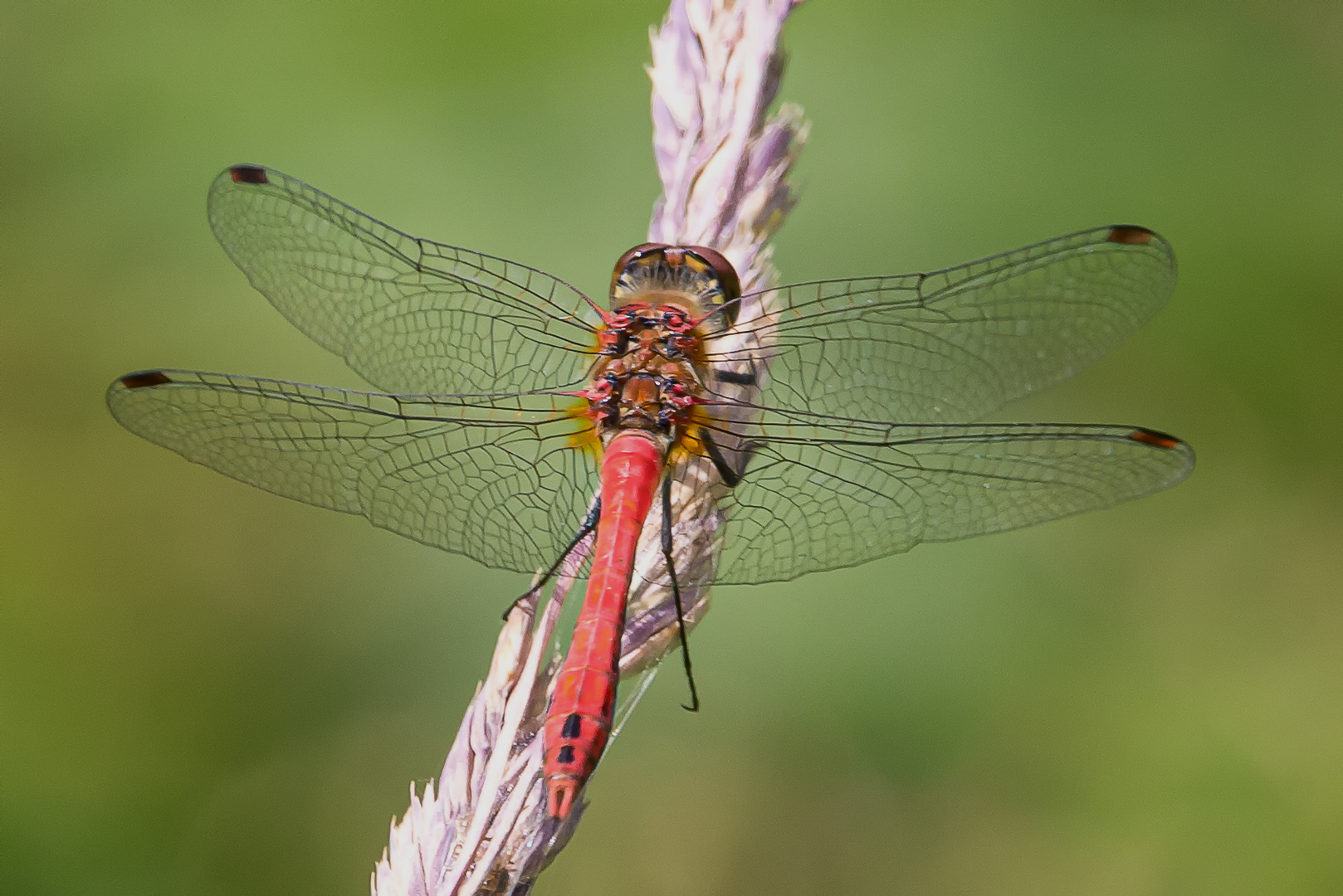 Blutrote Heidelibelle