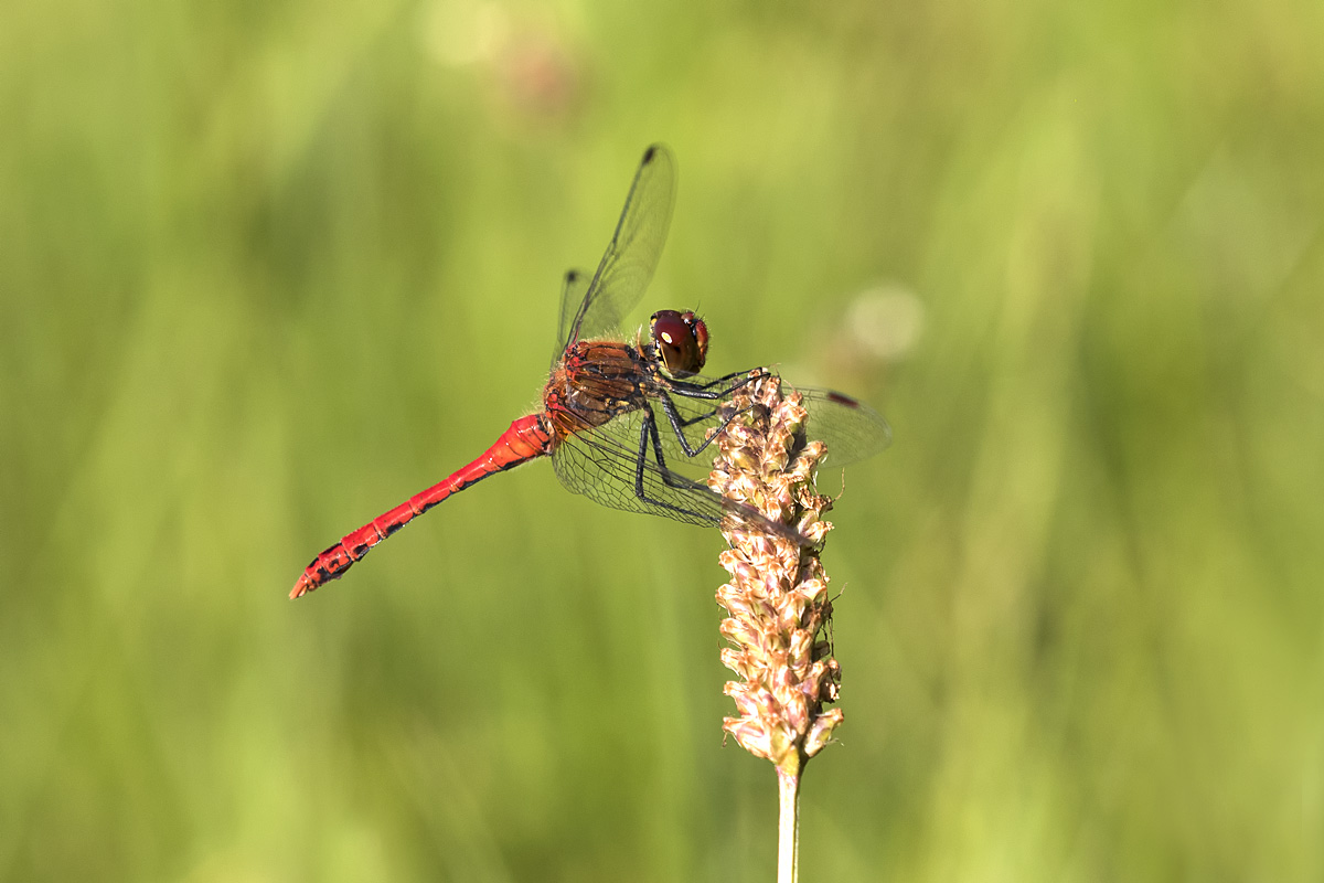 Blutrote Heidelibelle