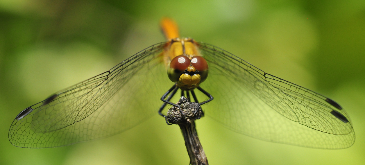 blutrote Heidelibelle