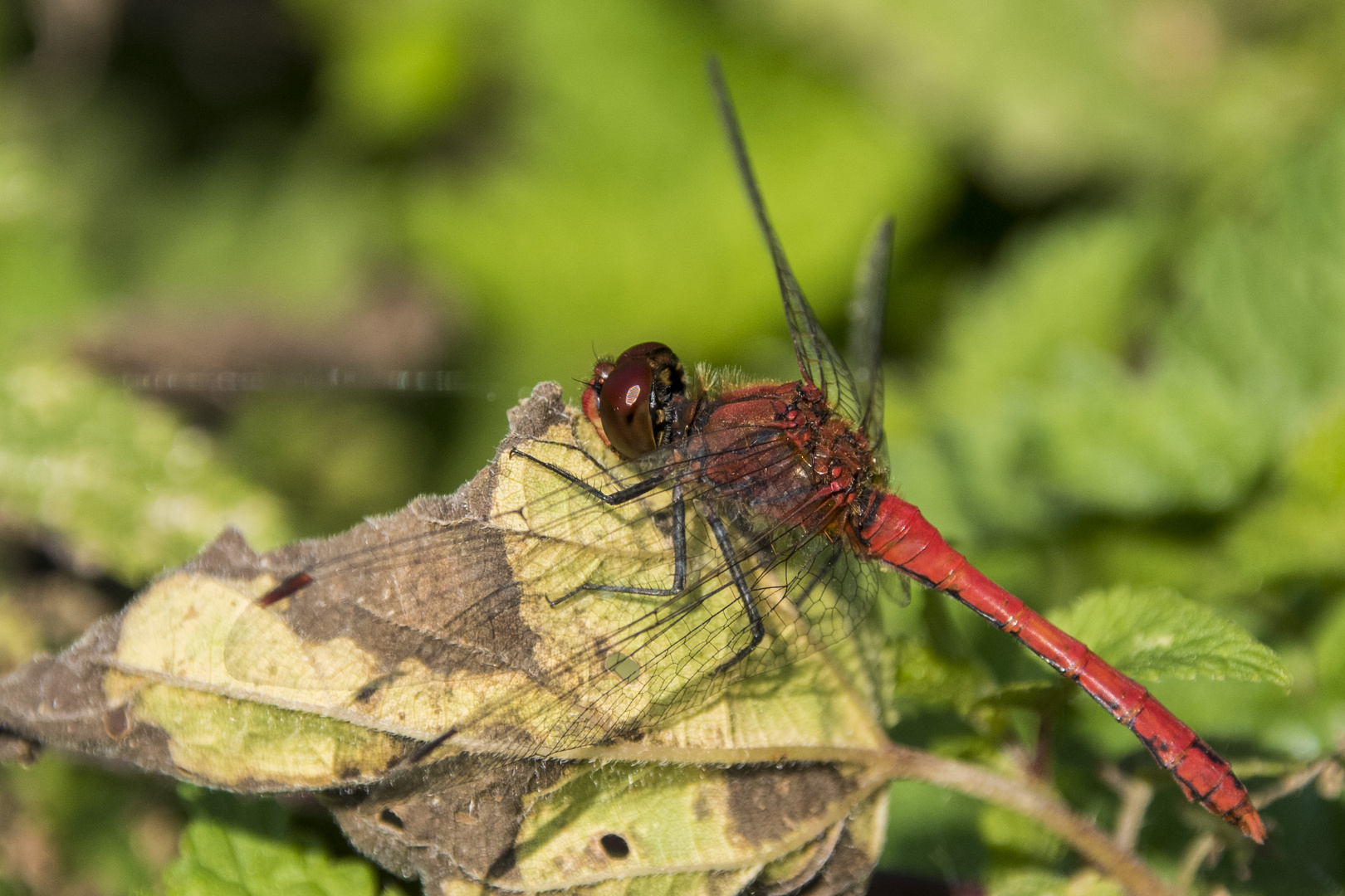 Blutrote Heidelibelle