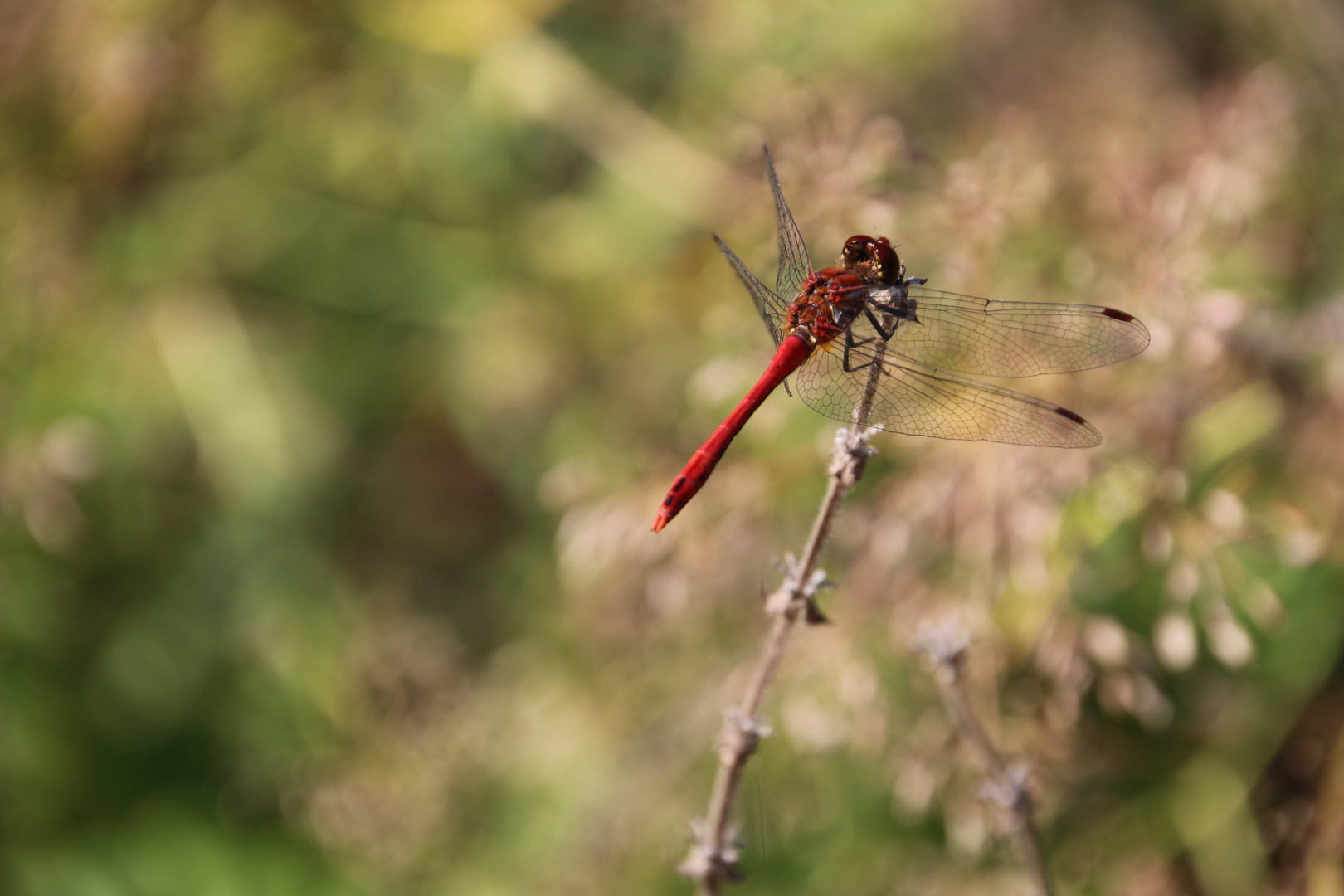 Blutrote Heidelibelle