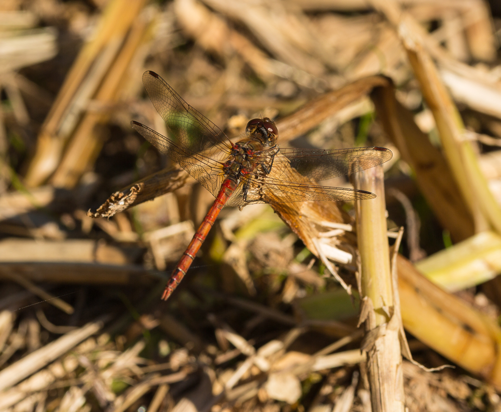 Blutrote Heidelibelle