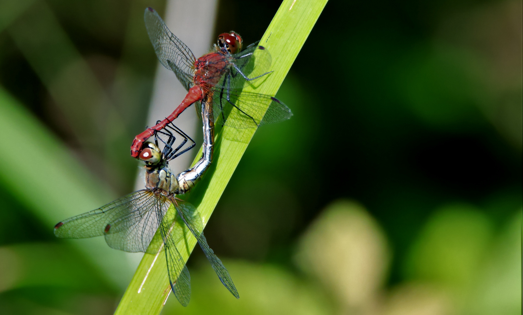 Blutrote Heidelibelle