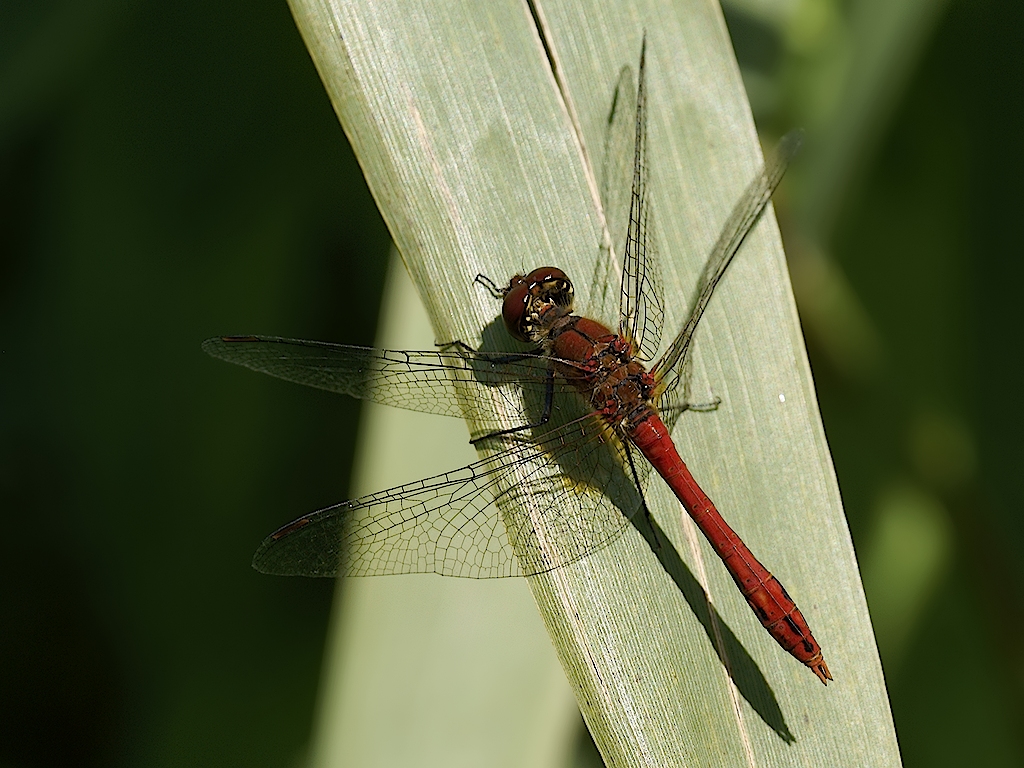 Blutrote Heidelibelle