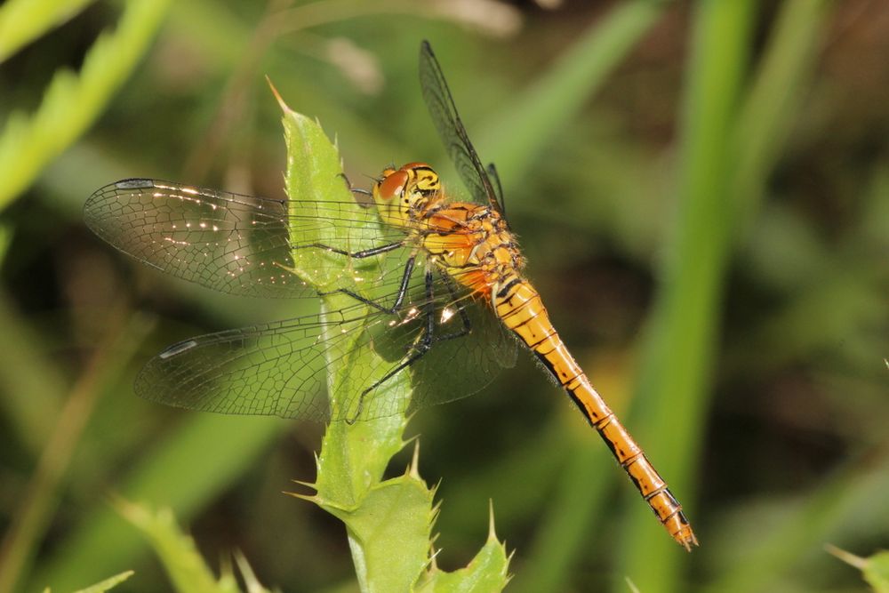 Blutrote Heidelibelle