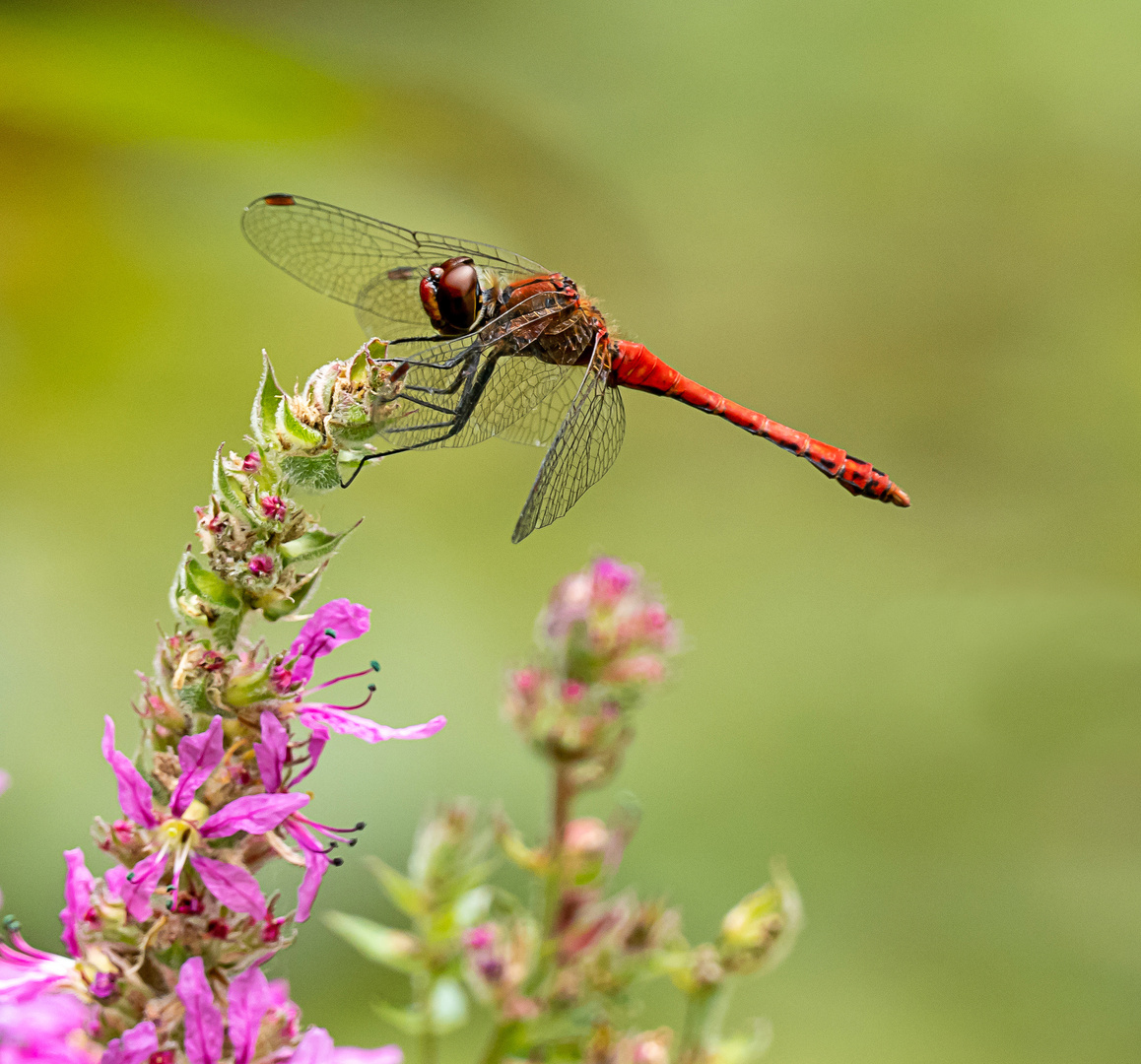 Blutrote Heidelibelle