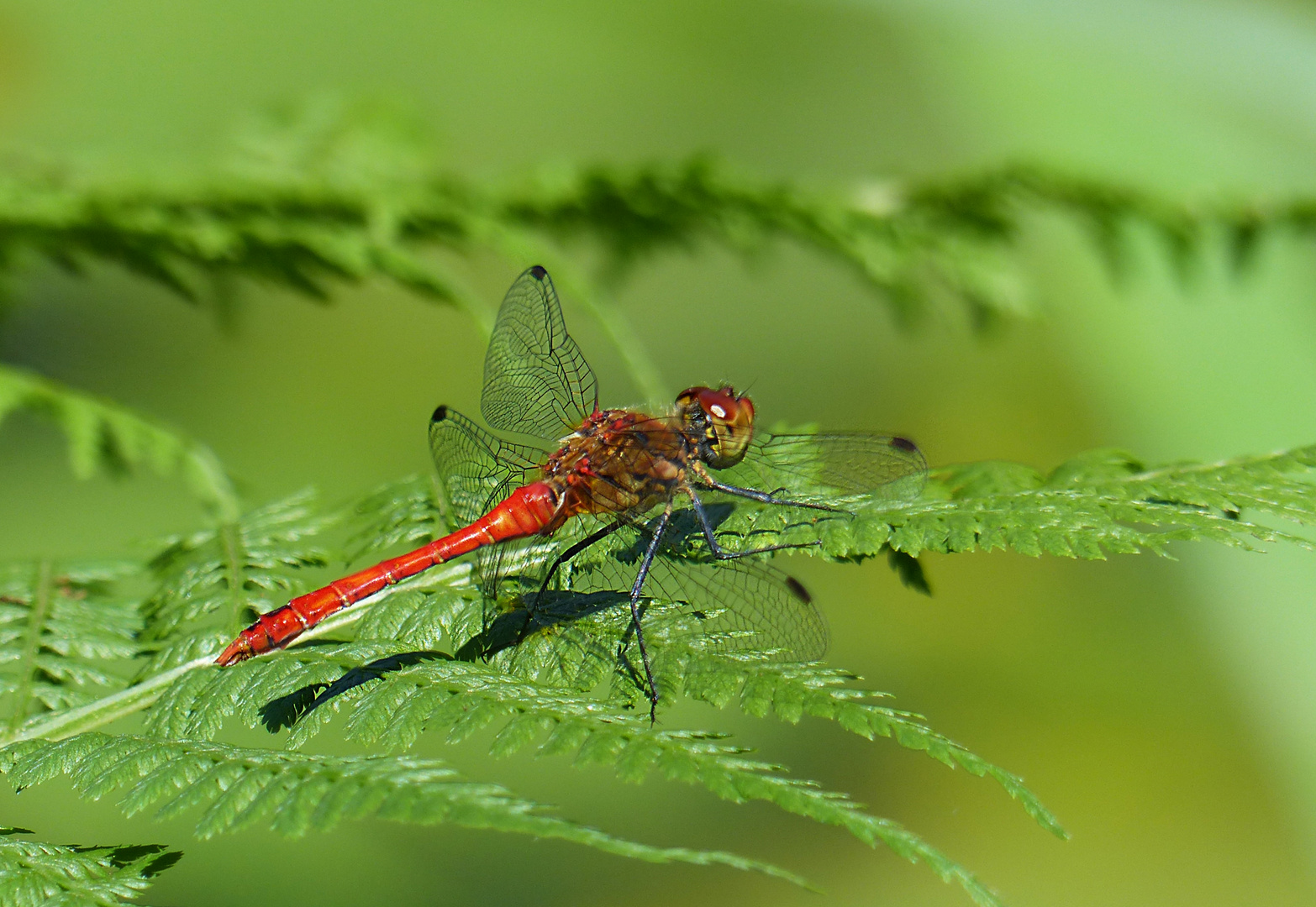 Blutrote Heidelibelle