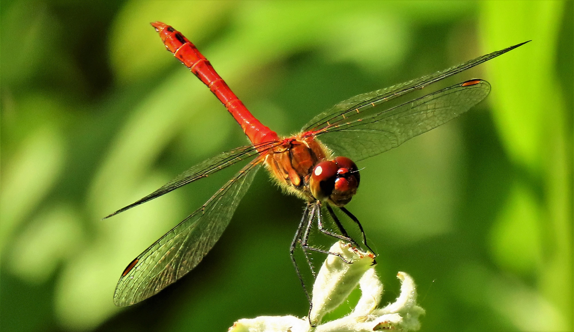 Blutrote Heidelibelle