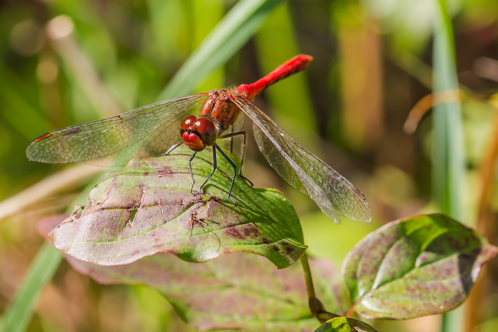 Blutrote Heidelibelle