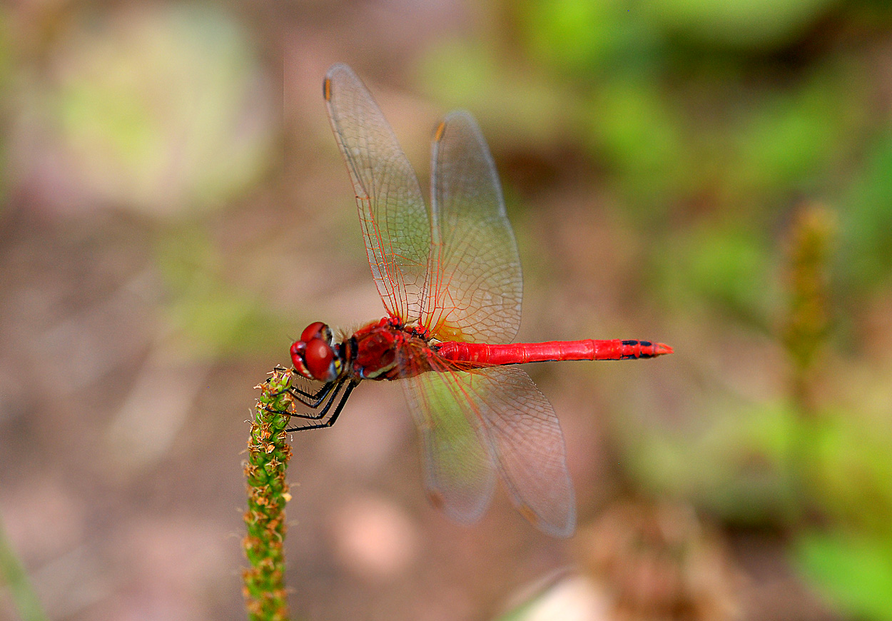 Blutrote Heidelibelle