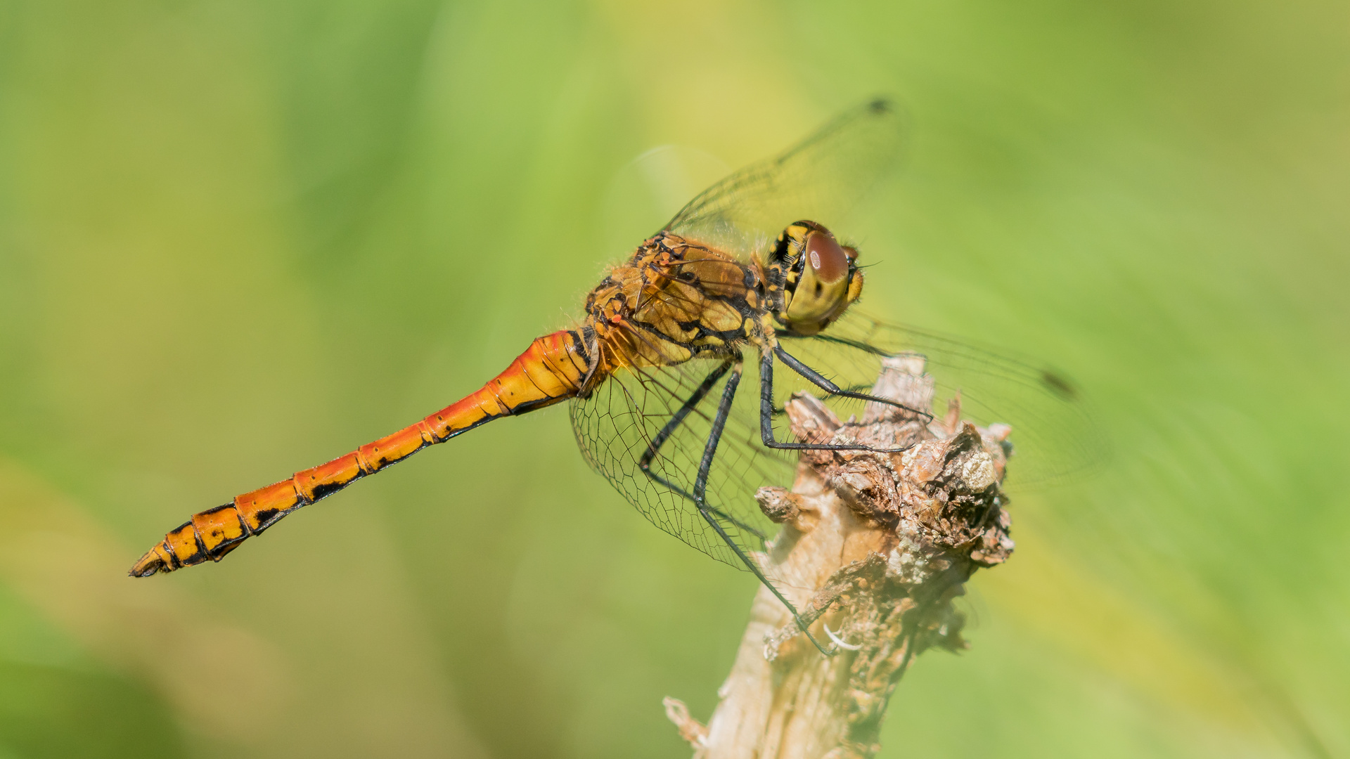 Blutrote Heidelibelle