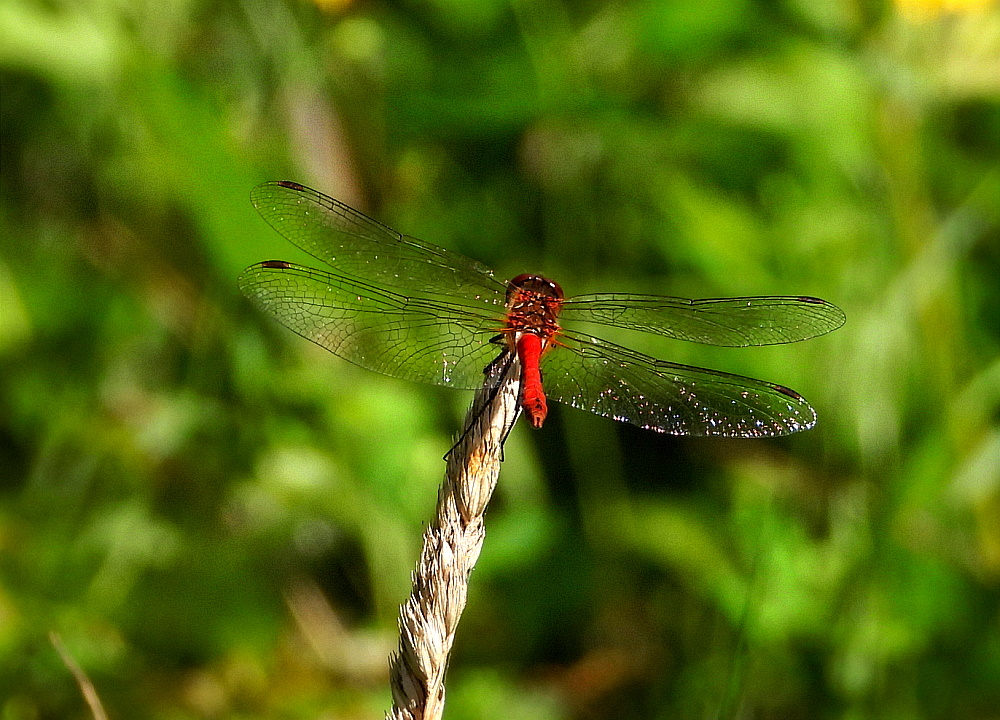 Blutrote Heidelibelle