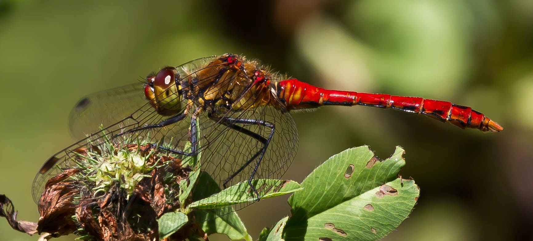 Blutrote Heidelibelle